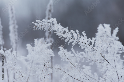 Blurred winter background, dry grass snowflakes