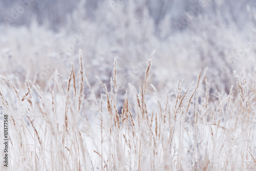 Blurred winter background, dry grass snowflakes