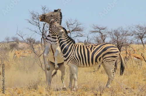 Zebra Stallion Fight - African Wildlife Background - Dominating Stripes
