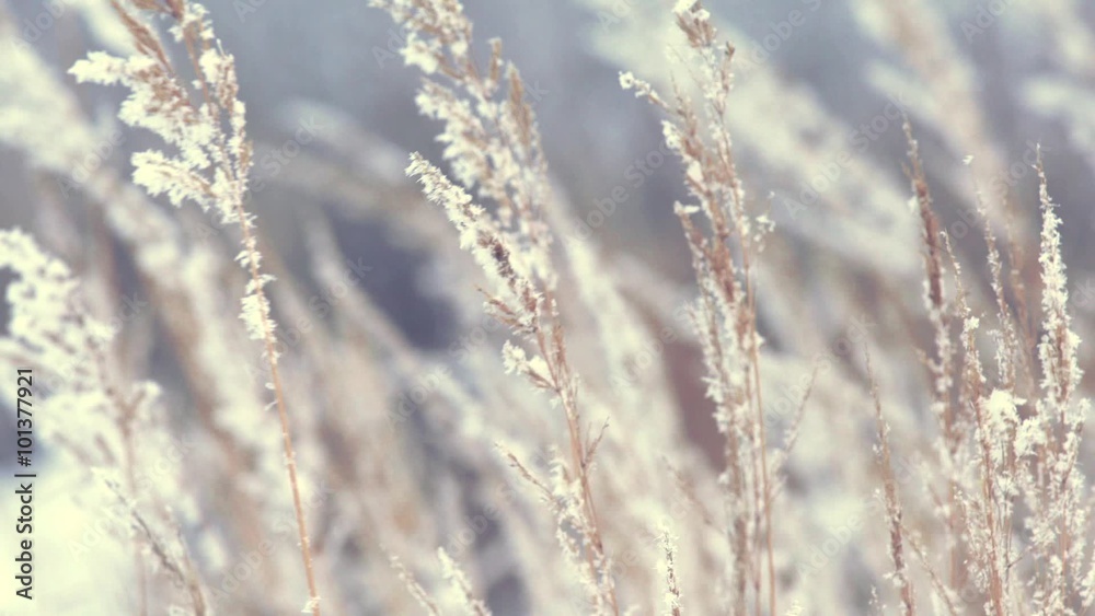 Dry grass sways in the wind in winter