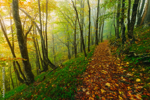 Beautiful colorful forest scene with path in the Croatian Plitvice National Park 