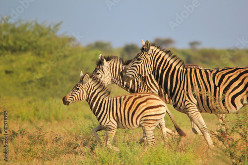 Zebra - African Wildlife Background - Run of Blur and Color