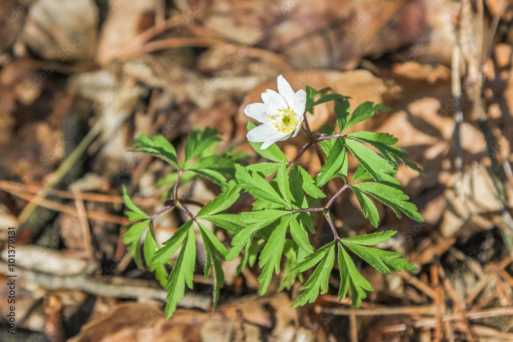 Pierwsze znaki wiosny, zawilec gajowy (Anemone nemorosa) Pierwsze znaki wiosny, zawilec gajowy (Anemone nemorosa)