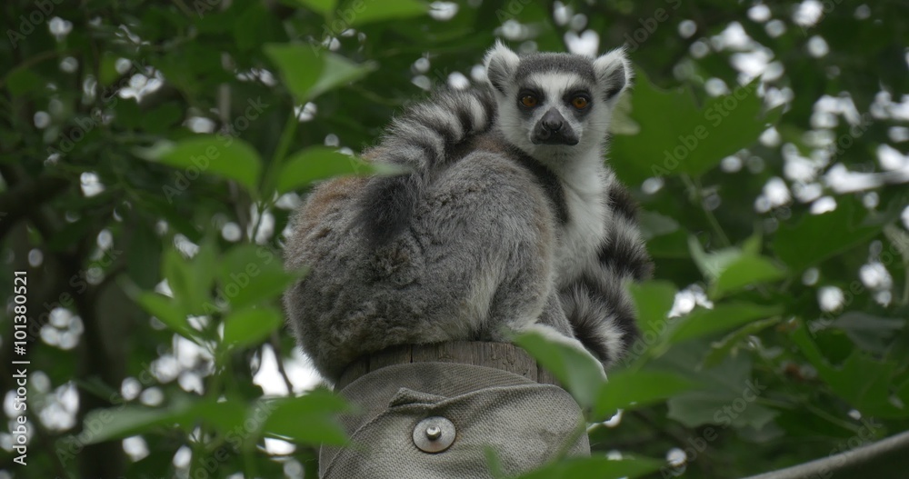 Lemur on The Stump, Alertness, Tail Is Up Lemur on The Stump, Alertness, Tail Is Up
