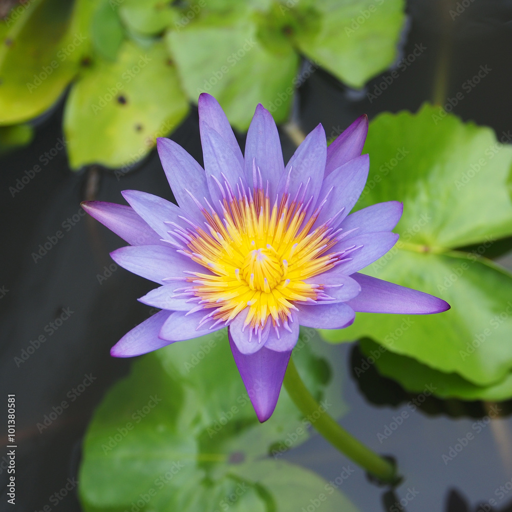 Fotografie Beautiful lotus flower