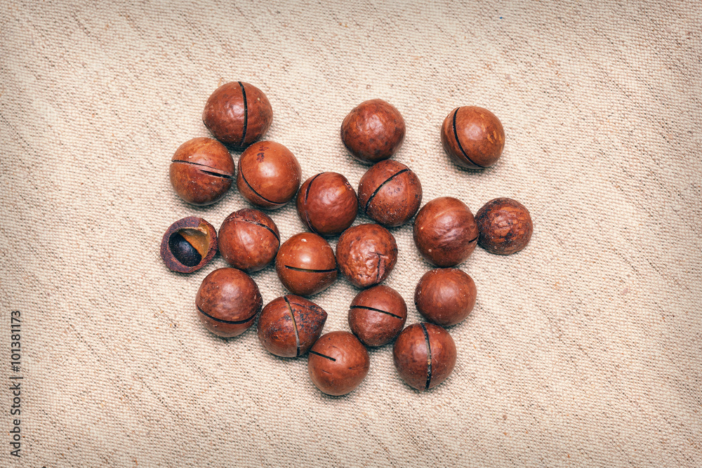 Obraz premium the macadamia nut