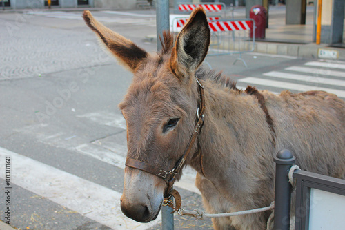 donkey in the street