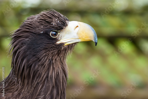 Eagle head portrait in profile © bearacreative