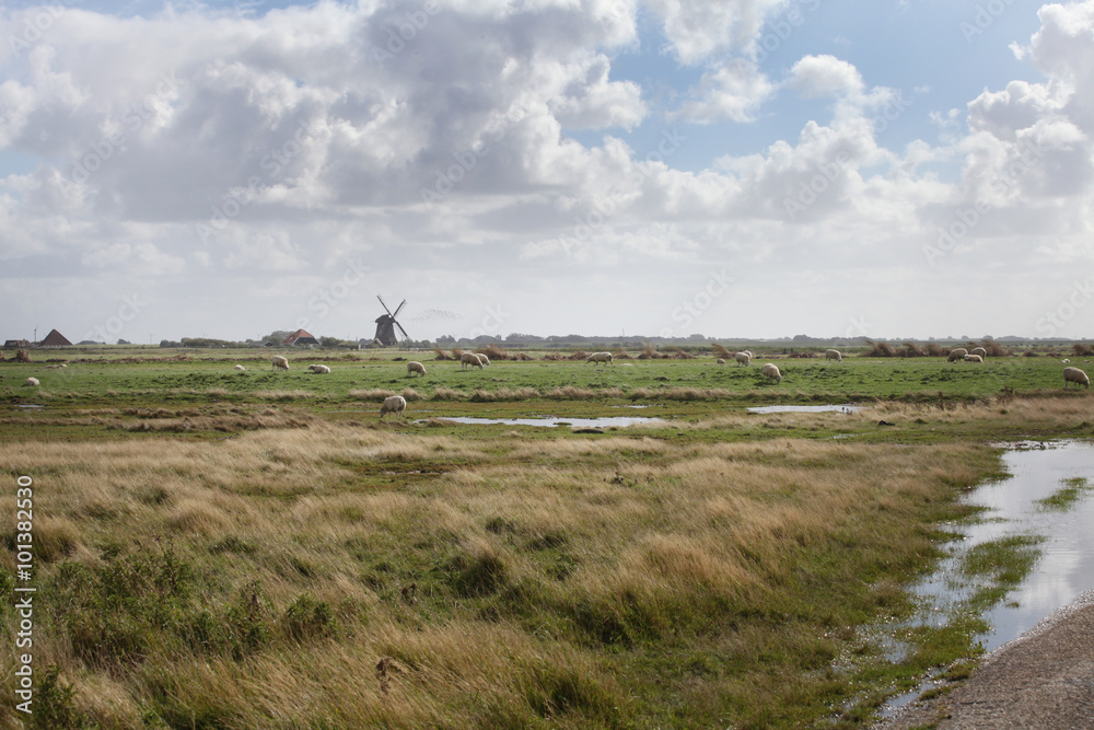 Schapen in Hollands landschap met molen