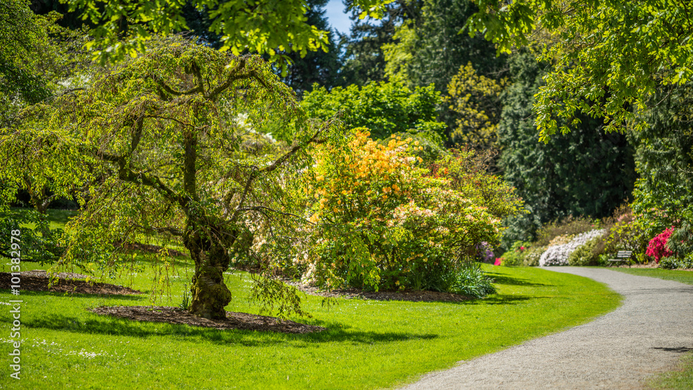 Naklejka premium Washington park arboretum, Spring
