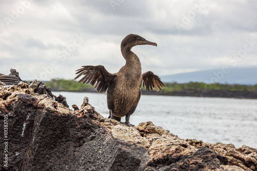 Flightless cormorant opening its tiny wings. Selective focus on the brid, foreground and background are out of focus,the strucure of the feathers on the belly give a fluffy impression