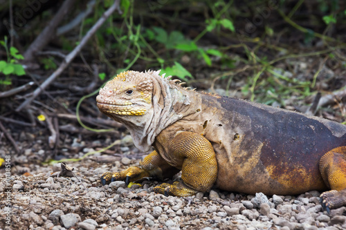 Land iguana shedding skin. Selective focus  foreground and background get gradually out of focus