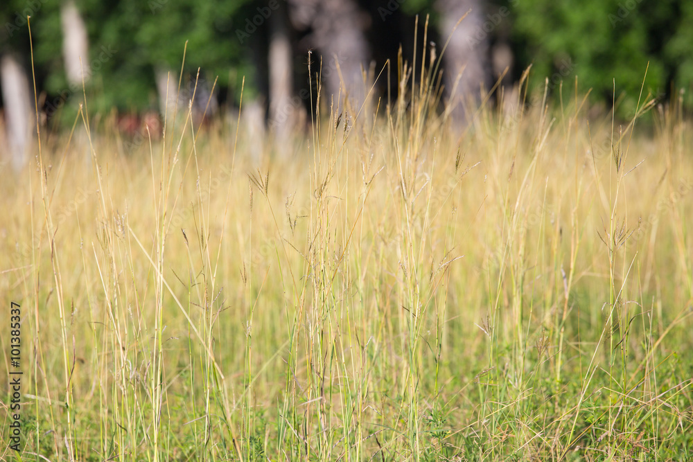 yellow grass field texture and background yellow grass field texture and background