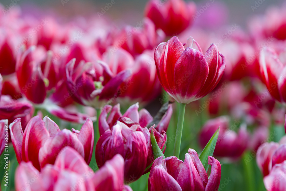 Obraz premium red tulips flower in the field