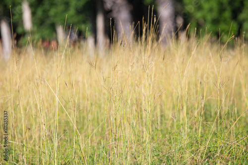 yellow grass  field texture and background