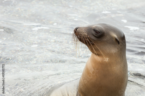 Sea lion reaching its head above the water surface. The water flowing from the fur gives it a polished aspect; selective focus