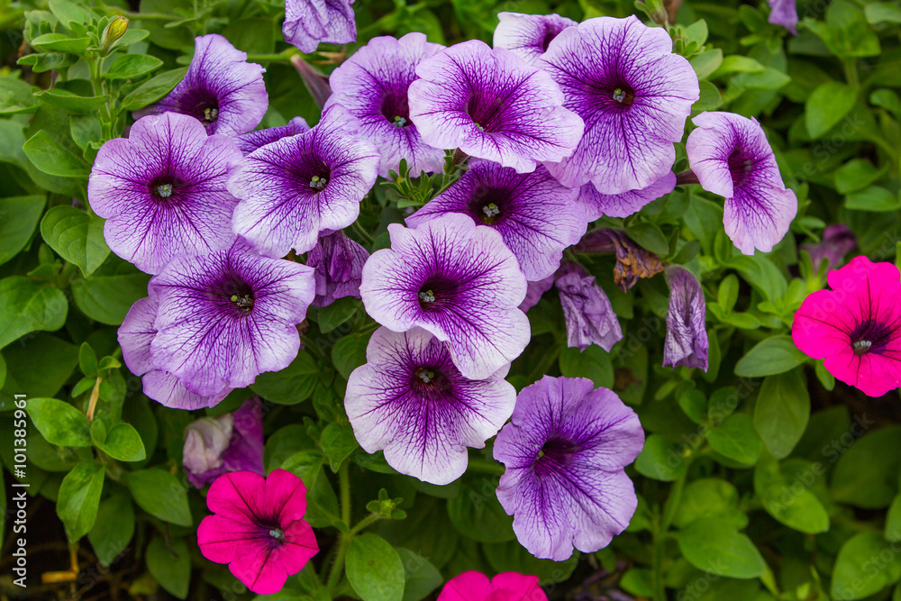 Beautiful Violet Petunia Flowers