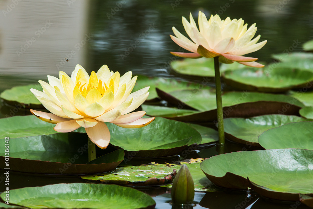 Yellow lotus