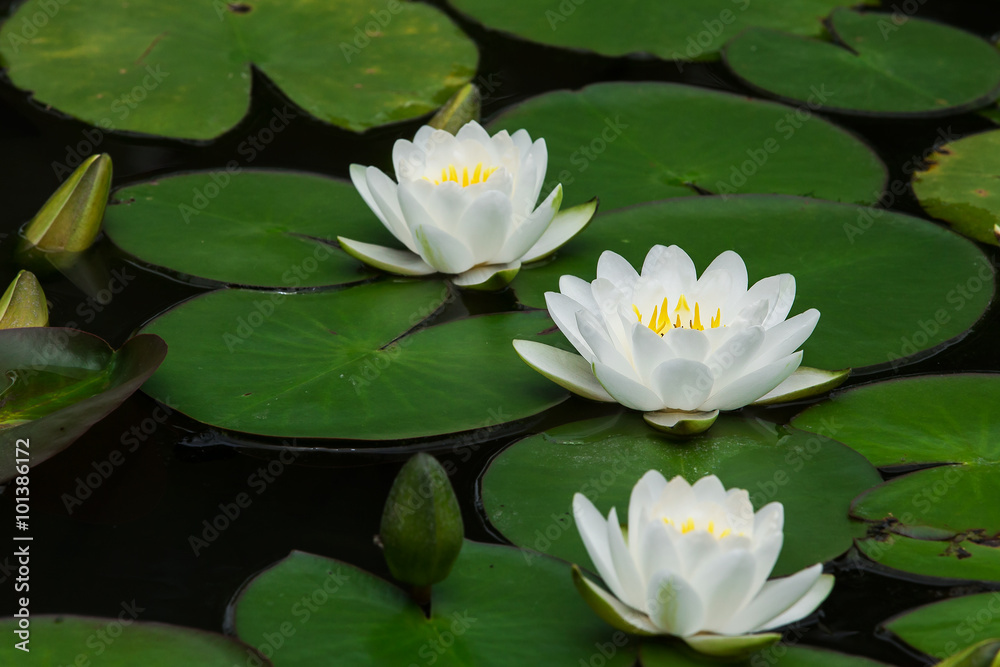White lotus White lotus