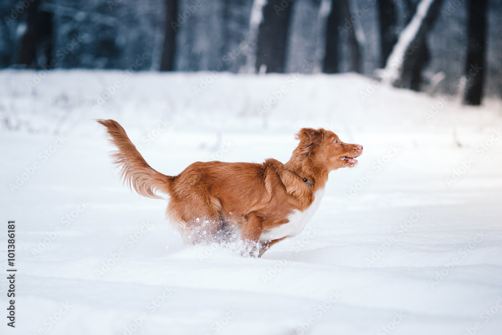 Dog Nova Scotia Duck Tolling Retriever  walking in winter park