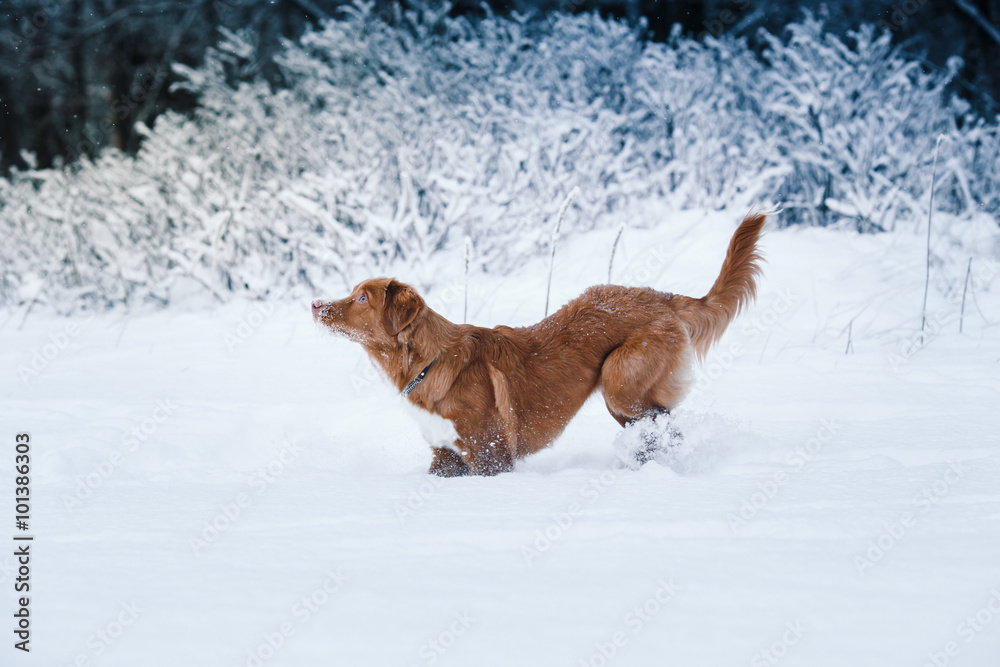 Dog Nova Scotia Duck Tolling Retriever winter park