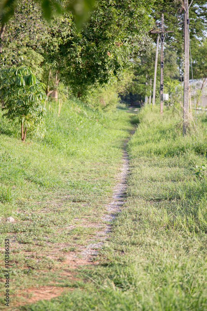 Fototapeta premium way walk in farm