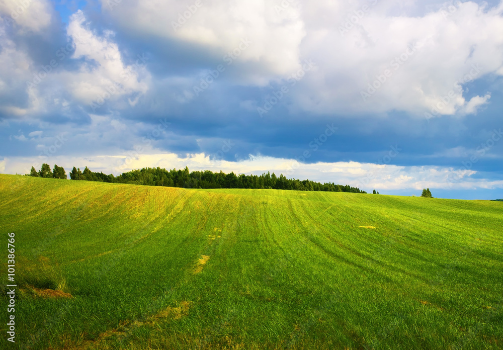 Field of green grass and cloudy sky. Meadow on a sunny summer day. Scenic rural landscape.