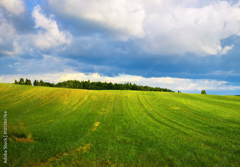 Field of green grass and cloudy sky. Meadow on a sunny summer day. Scenic rural landscape. Field of green grass and cloudy sky. Meadow on a sunny summer day. Scenic rural landscape.