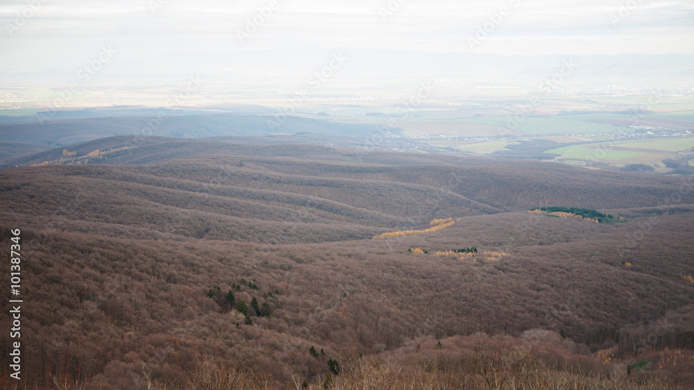 Obraz premium Aerial view of woods in autumn