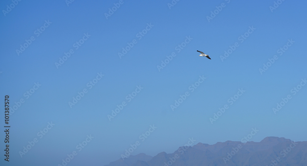 seagull flying over the ocean and the mountains