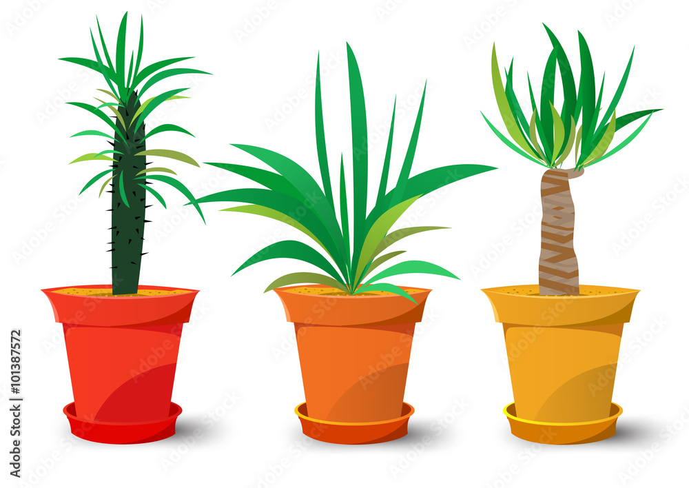 three pots with plants three pots with plants