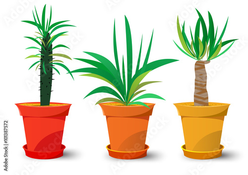 three pots with plants