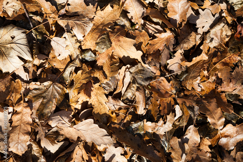 Oak and maple leaves Oak and maple leaves