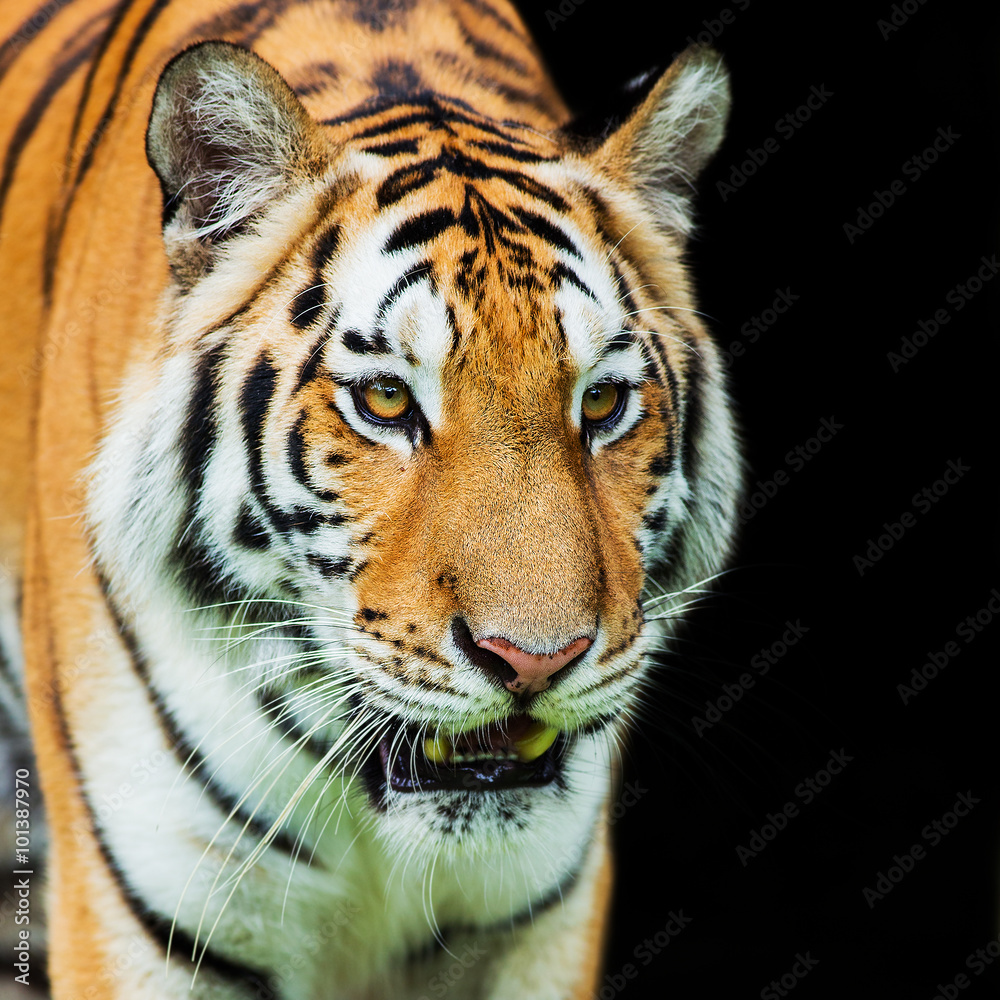 Naklejka premium Tiger