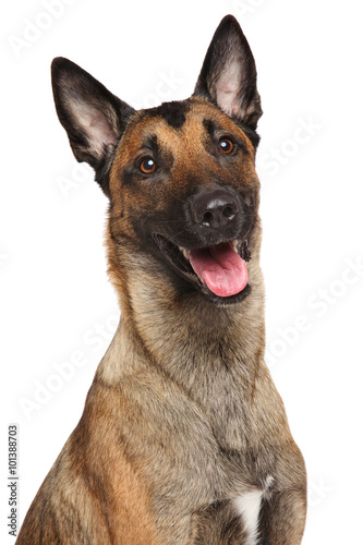 Fototapeta Naklejka Na Ścianę i Meble -  Belgian Shepherd dog Malinois