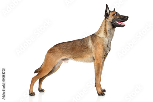 Belgian Shepherd dog Malinois