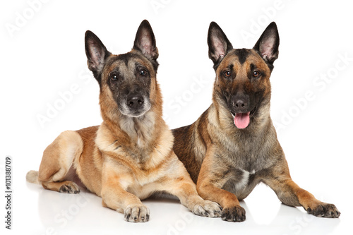 Two Malinois on a white background