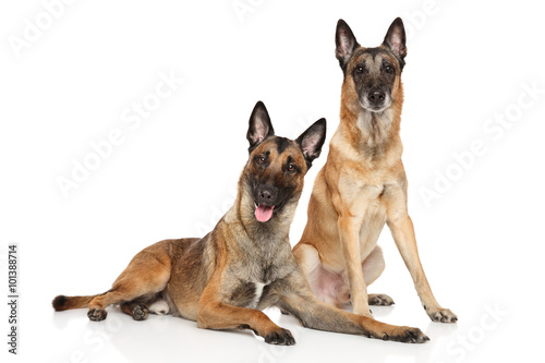 Fototapeta Naklejka Na Ścianę i Meble -  Two Belgian Malinois shepherd dogs