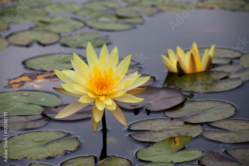 Yellow lotus