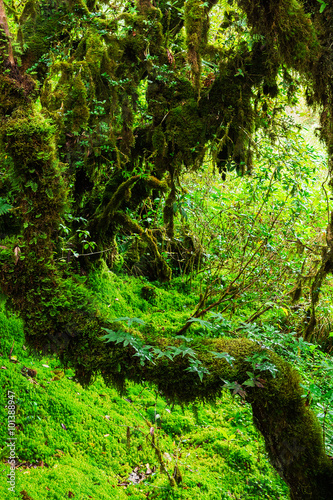 The integrity of the forest. Doi Inthanon National Park. Chiang