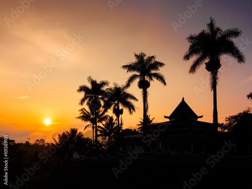 Palm Tree silhouette in Sunrise