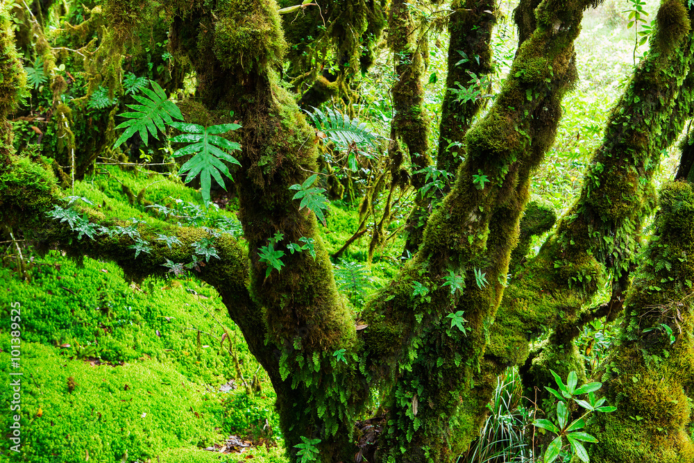 The integrity of the forest. Doi Inthanon National Park. Chiang The integrity of the forest. Doi Inthanon National Park. Chiang
