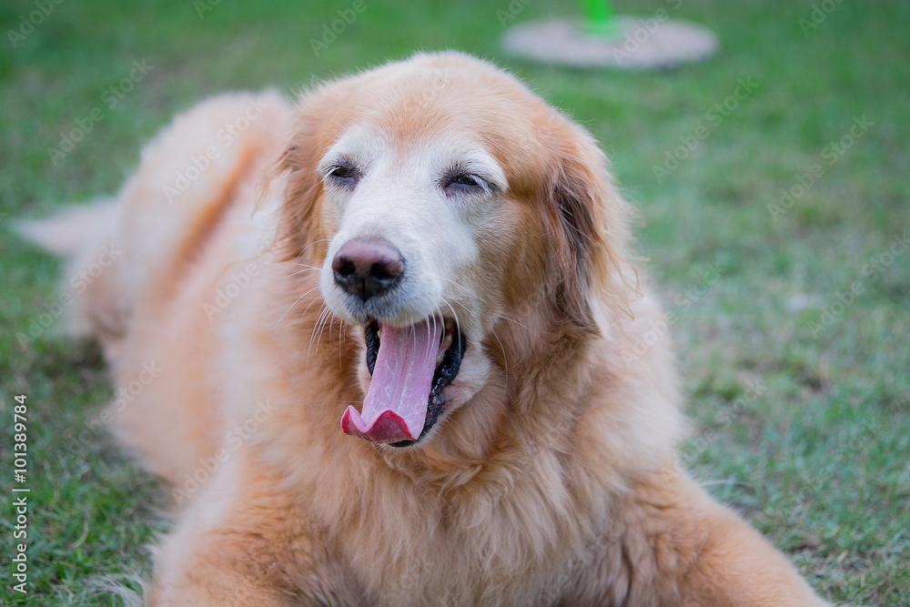 Golden retriever dog sitting on the grass and yawning