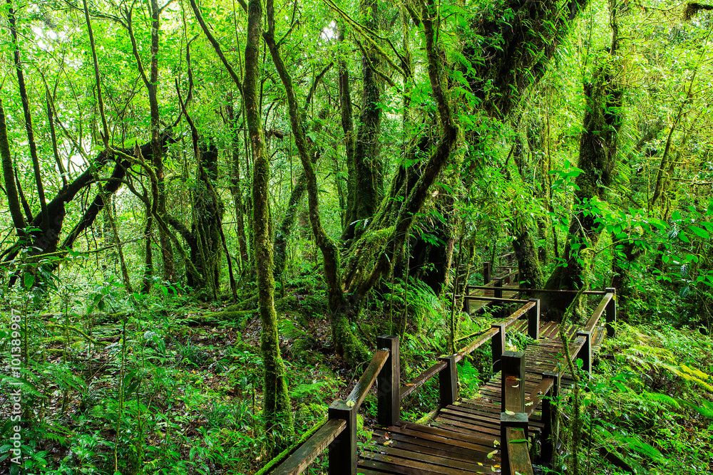 Beautiful rain forest at ang ka nature trail in doi inthanon nat Beautiful rain forest at ang ka nature trail in doi inthanon nat
