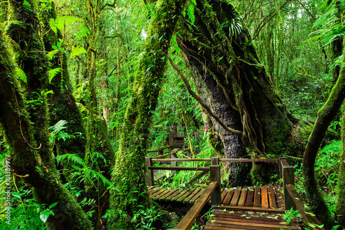 Beautiful rain forest at ang ka nature trail in doi inthanon nat photo