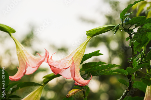 Datura (angel trumpet) flower photo