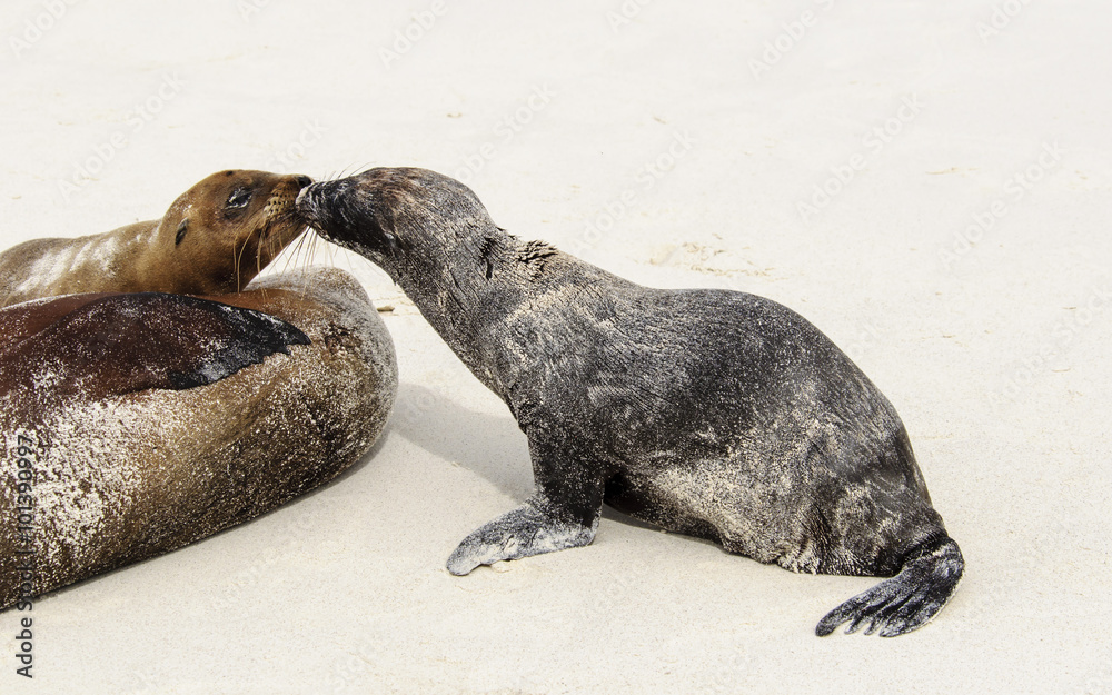 Fototapeta premium Love me.Be my valentine