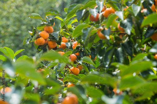 Thailand persimmon tree. photo