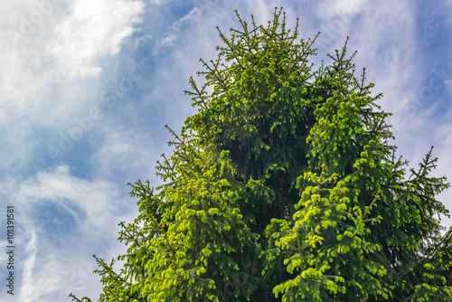 Top view green fir tree against blue cloudy sky
