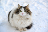 Longhaired cat sitting on the snow